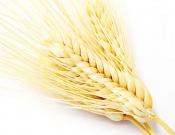 小麦怎么吃更加营养健康？小麦的功效介绍与做法大全！