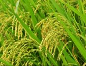 水稻的种植方法和情况介绍！带你全面认识水稻！