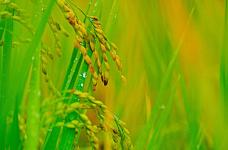 水稻是谁发明的？阅读这些让你迅速了解水稻的起源!