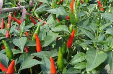 辣椒怎么种植与管理?抓住这几个关键点，轻松种植出健康又茂盛的辣椒!