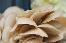 你知道蘑菇有哪些常见的种类吗？关于蘑菇种类的详细介绍！