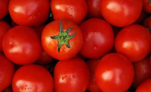 西红柿1.jpg