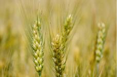 还不清楚小麦与燕麦的区别吗？一分钟带你辨识小麦与燕麦！