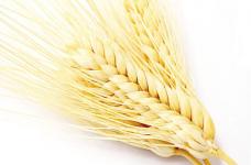 还在为分不清小麦和大麦而苦恼吗?带你快速了解它们的不同!