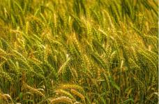 小麦究竟是什么时候传入中国的？带你纵观小麦的植物历史！