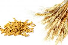 小麦和什么一起煮好吃?教你好吃又鲜美的小麦烹制做法!