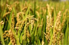 水稻和小麦的区别不清楚?阅读这些让你迅速区分二者!