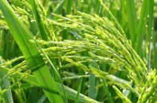 水稻亩产量到底是多少呢?这些数据告诉你答案!