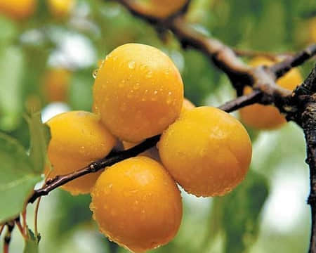 野杏的营养价值和功效介绍！野杏子怎么处理才好吃？