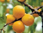野杏的营养价值和功效介绍！野杏子怎么处理才好吃？
