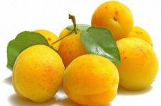 野杏子的功效和作用是哪些?最完整的野杏子的功效和作用介绍!