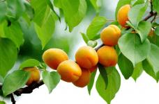 野杏子究竟能不能吃?吃杏子都有哪些禁忌?哪些人万万不可食用杏子?