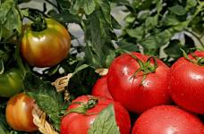 西红柿怎么吃最有营养?这些吃法你都知道吗?