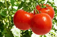 西红柿搭配什么炒才好吃?简单几招教你挑选到质量好的西红柿！
