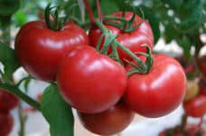 西红柿什么时候吃最好?原来常见的西红柿有这么多食用禁忌!
