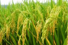 东北竟然也能种水稻?了解下种植时间你会明白原因的!