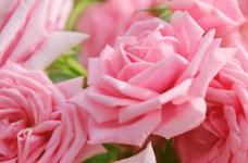 粉玫瑰代表什么意思?粉玫瑰花语大揭秘!