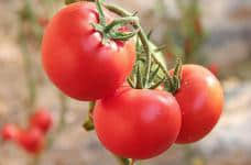 生吃西红柿可以去斑吗?西红柿有哪些功效和营养价值?