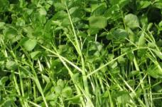 豆瓣菜是什么种出来的？豆瓣菜的生长习性介绍！原来种植要注意这些事项！