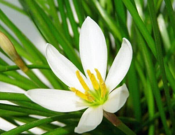 白花葱兰种植方法和注意事项介绍！白花葱兰怎么养长得更好！