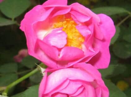 野蔷薇的养殖方法和注意事项介绍！野蔷薇怎么养更好看？