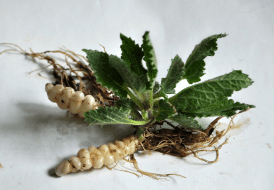 宝塔菜的种植方式介绍！宝塔菜有什么功效和作用？