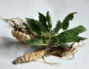 宝塔菜的种植方式介绍！宝塔菜有什么功效和作用？