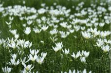 白花葱兰怎么种植?详细介绍白花葱兰家庭盆栽种植方法步骤!
