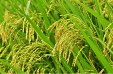 水稻怎么育秧?明白这些大大提高秧苗成活率!