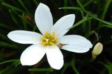 白花葱兰怎么浇水?你知道白色葱兰拥有着世界上最纯粹的爱吗?