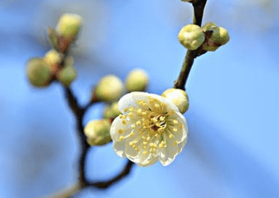 绿萼梅的养殖方法和注意事项介绍！绿萼梅什么时候开花？