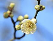 绿萼梅的养殖方法和注意事项介绍！绿萼梅什么时候开花？