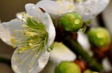 绿萼梅的功效与作用介绍！绿萼梅的价值你都清楚吗？