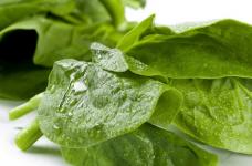 绿色健康的木耳菜能生吃吗?生吃会不会对人体有危呢?