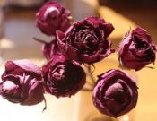 玫瑰干花的功效和作用！玫瑰干花的制作方法介绍！