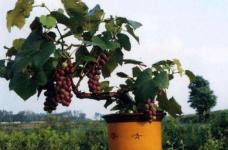 盆栽葡萄你种对了吗?学会这些种植方法，足不出户就能享受到美味葡萄啦！
