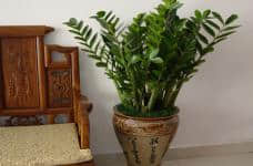 适合放在家里的观赏植物有哪些?在家里放置植物的好处?