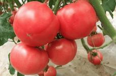番茄的种植方法！番茄和圣女果有什么不同？