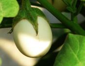 蛋树的功效作用和食用方法介绍！蛋树怎么种植？