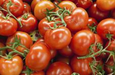 西红柿是水果还是蔬菜?既是水果又是蔬菜的西红柿功效多多!