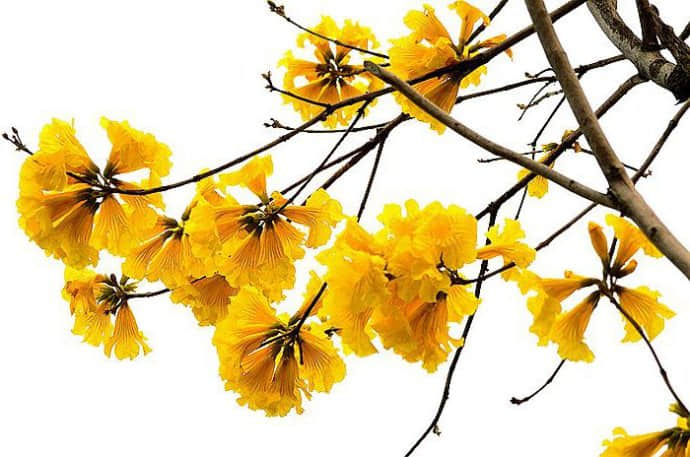 黄花风铃木种植技术及其注意事项！黄花风铃木的生长习性介绍！