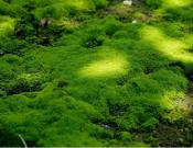 苔藓可以放鱼缸吗？苔藓的养殖方法和注意事项介绍！