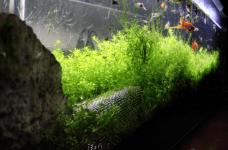 苔藓是否可以放鱼缸里养殖？看完这些苔藓养殖生长更好！