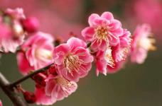 中国国花是什么花？是牡丹还是梅花？你真的了解吗？