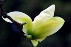 盆栽黄桷兰的养殖方法是什么？学会这些你自己就可以种黄桷兰了！