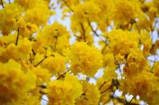 黄花风铃木的花期有多长?告诉你黄花风铃木的最美花期!