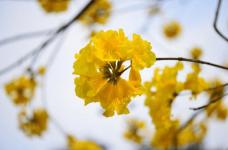 黄花风铃木花语是什么呢?带你了解鲜有人知的黄花风铃木的花语!