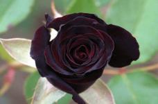 黑玫瑰多少钱一朵?黑玫瑰花语是什么?