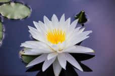 白睡莲的花语是什么？它的寓意竟然这么有魅力！