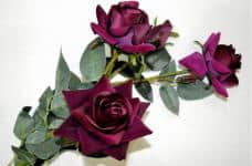 路易十四玫瑰花的花语和传说是什么？它的花语和传说比花更美！